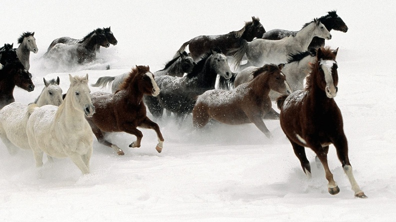 2014 Chinese New Year of the Horse Wallpaper 10 Wallpaper 1920x1080[10wallpaper.com]